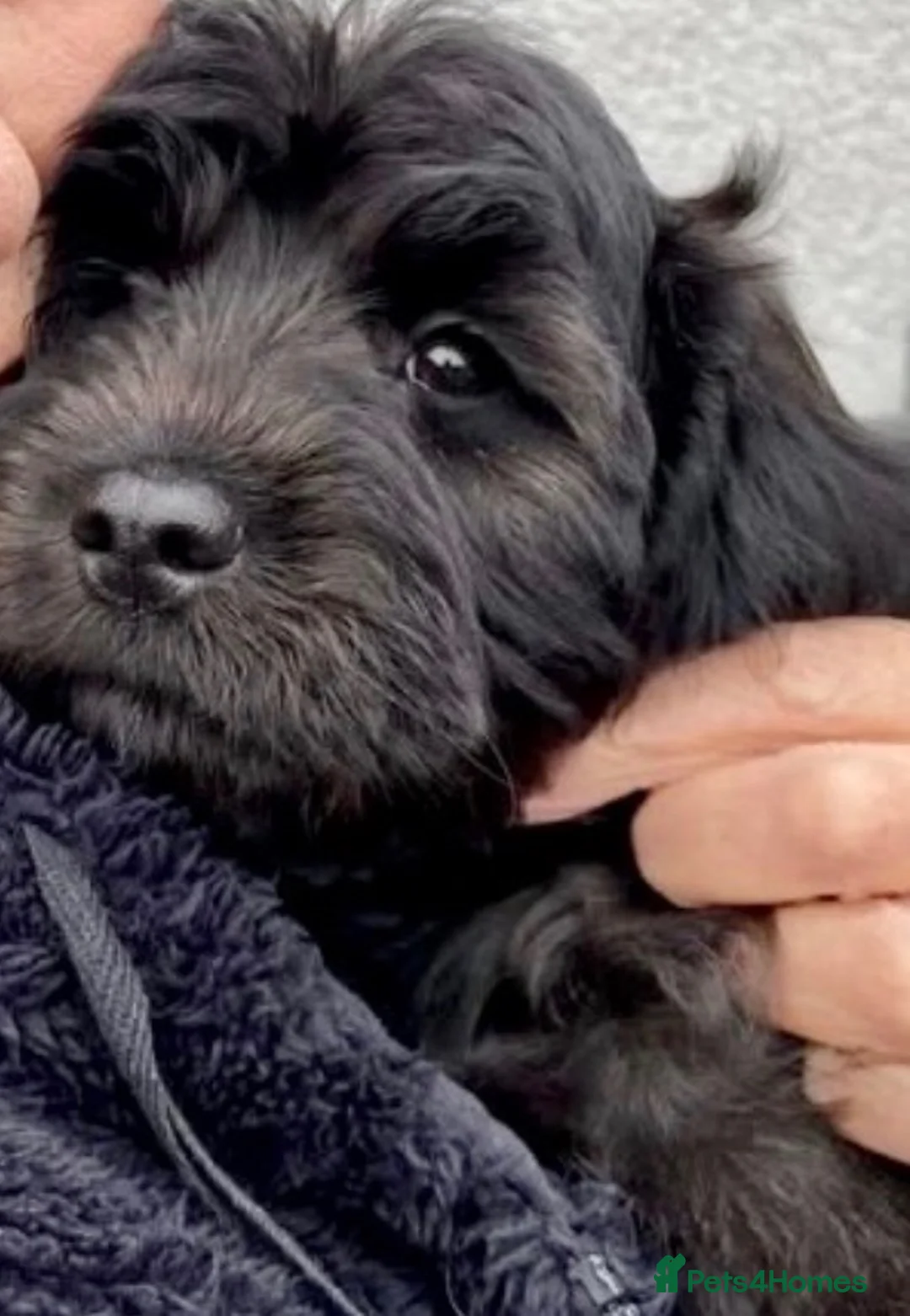 Cavapoochon dogs for sale: Bouncy loving boy in Dorchester - Advert 2