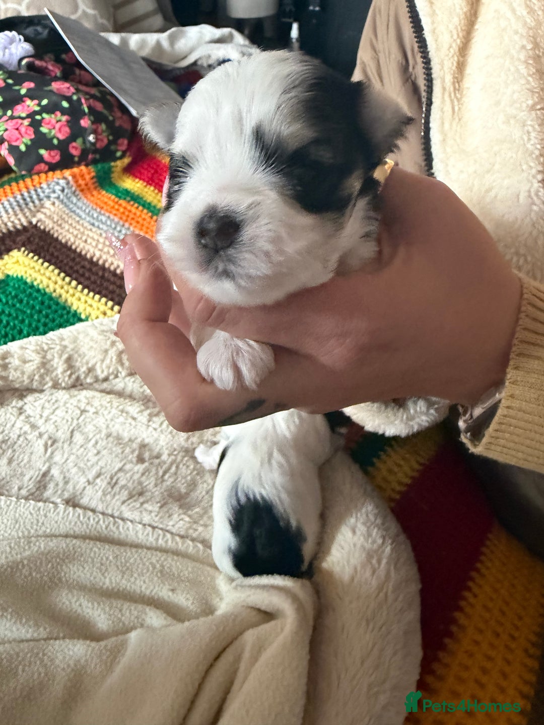 Morkie dogs for sale: +44 7794 219509 Mini morkie for sale  - Image 9