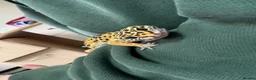 Leopard Gecko reptiles for sale: Leopard gecko (saffron) - Advert 2