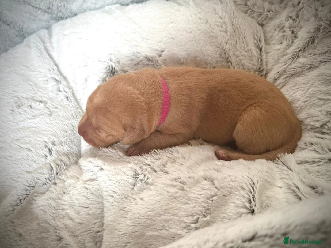 Labrador Retriever dogs for stud: Stunning Fox Red Labrador (Stud) PEDIGREE PROVEN - Advert 20