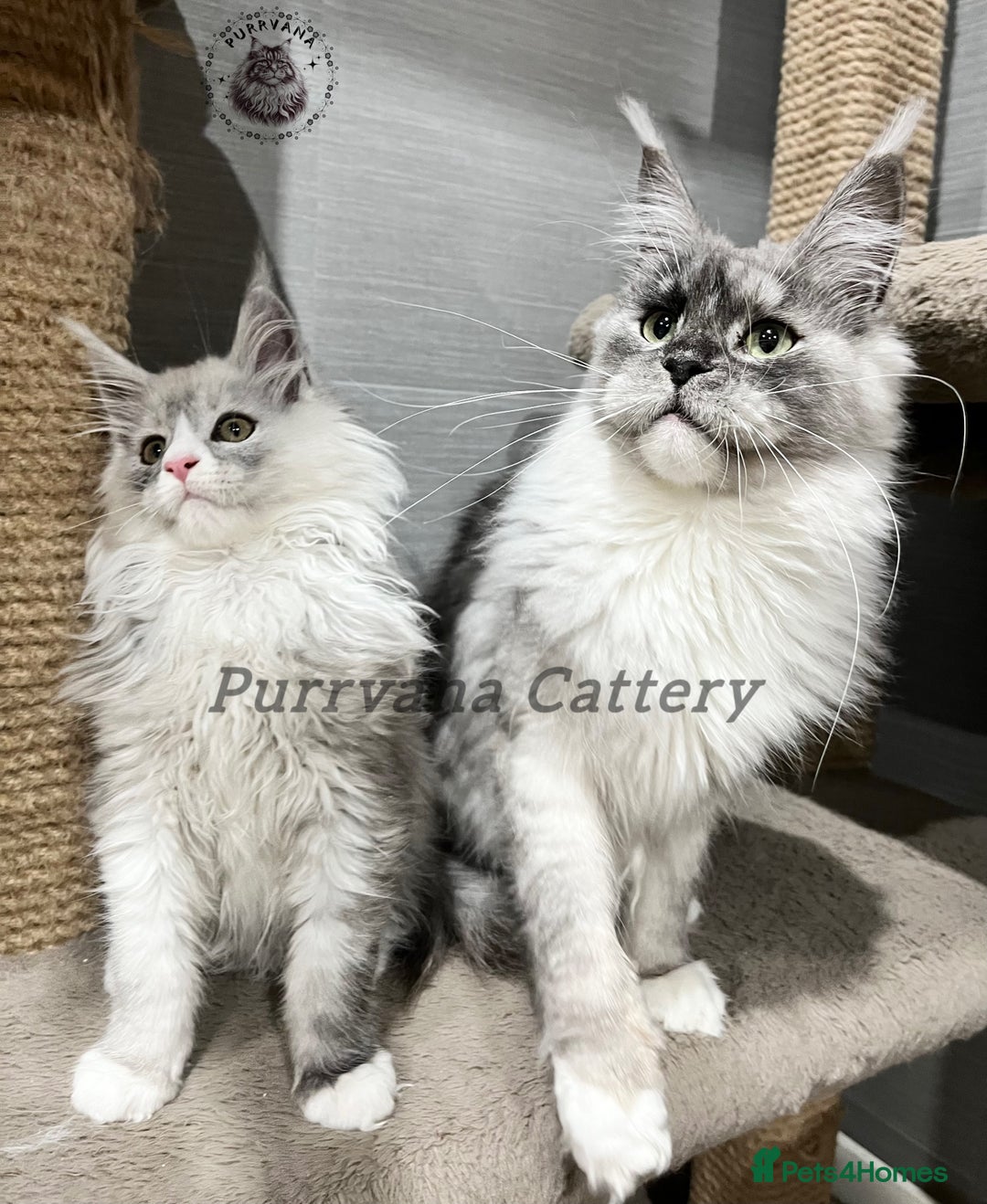 Maine Coon cats for sale: TICA registration Stunning Maine coon kittens - Advert 5