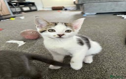 Mixed Breed cats for sale: TWO LEFT! Beautiful kittens ready for 5/10/25 - Image 27