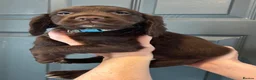 Sprocker dogs for sale: CHOCOLATE SPROCKER BOY - Advert 4