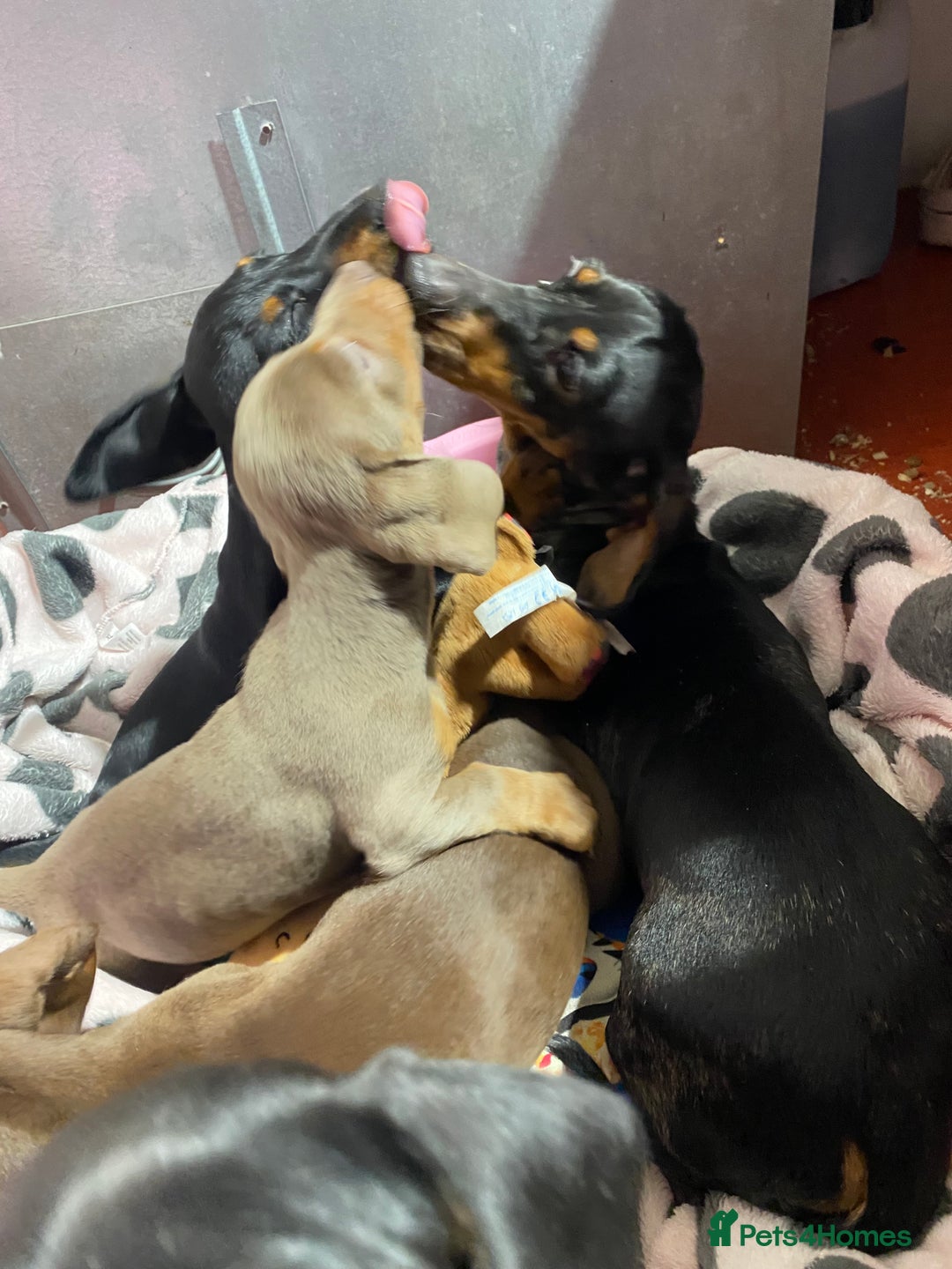 Miniature Dachshund dogs for sale: Miniature dachshund puppies  - Advert 13