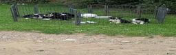 Border Collie dogs for sale: Beautiful isds registered puppies  - Advert 3