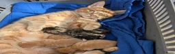 Mixed Breed cats for sale: Bengal cross kittens  in Lincoln - Advert 1