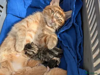 Mixed Breed cats Bengal cross kittens - Advert 1