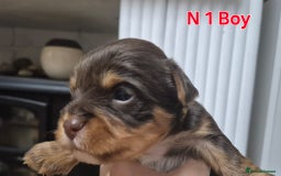 Biewer Terrier dogs for sale: Yorkshire Biewier terrier  - Advert 2
