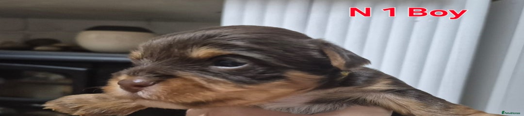 Biewer Terrier Puppy 1