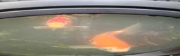 Koi Carp fish for sale: Koi carp - Advert 4