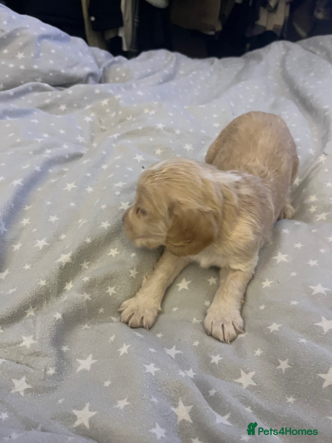 Mixed Breed cats for sale: SPROCKER SPANIEL PUPPIES  - Advert 3