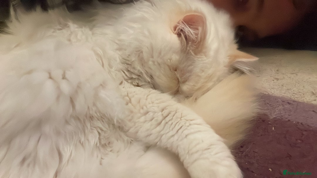 Ragdoll cats for sale: GCCF Ragdoll Boy – Needs Experienced Home - Advert 5