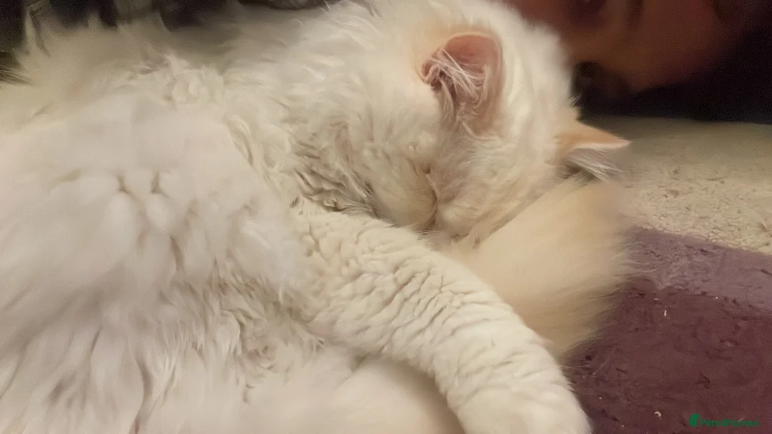 Ragdoll cats for sale: GCCF Ragdoll Boy – Needs Experienced Home - Advert 6