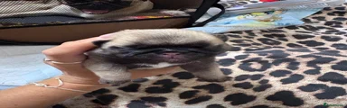 Pug 2