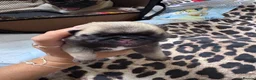 Pug dogs for sale: 9 pedigree pug puppies  in Camborne - Advert 8