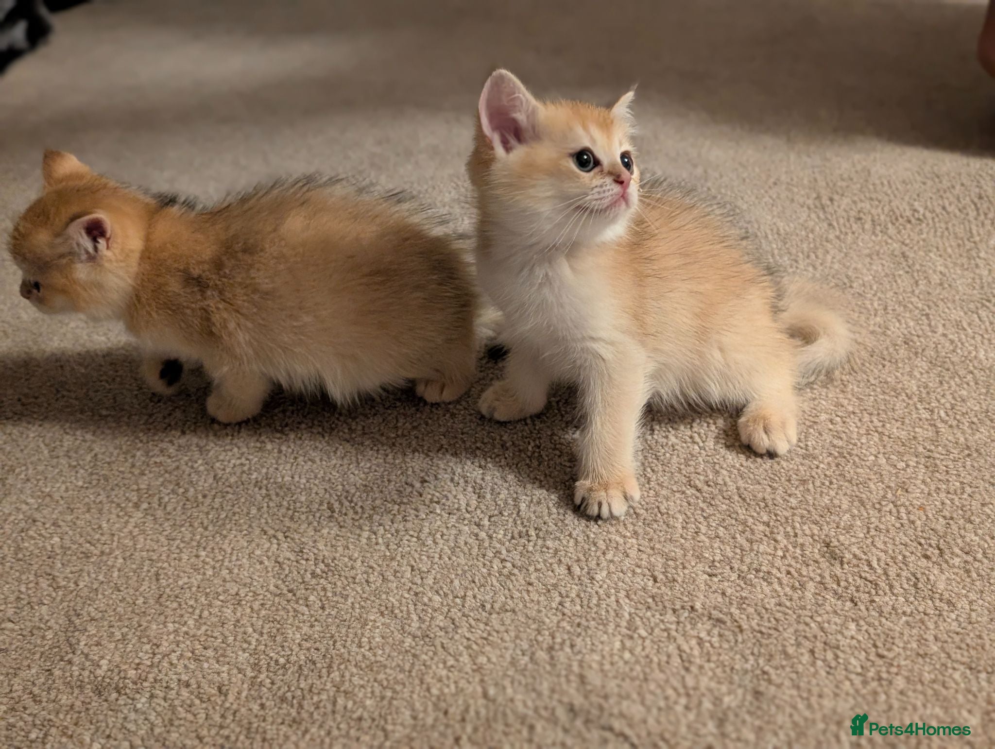 British Shorthair cats TICA British Shorthair Golden Shaded Kittens - Advert 1