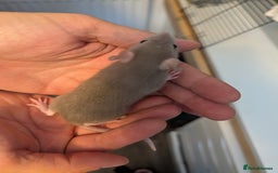 Rat rodents for sale: Female adorable baby rats only 4 left - Image 2