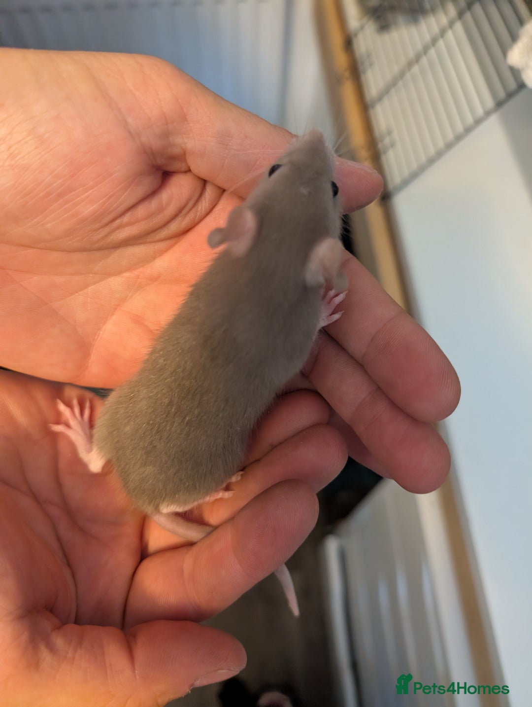 Rat rodents for sale: Female adorable baby rats only 4 left - Image 2