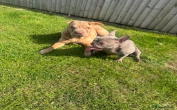 Shar Pei dogs for stud: Mr Bear 🐻 🦍 - Image 8