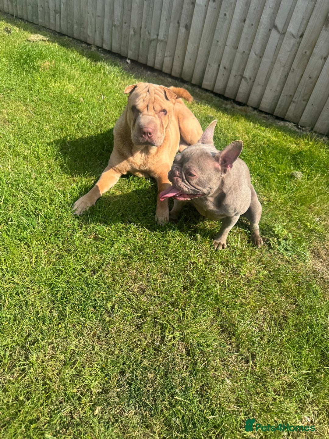 Shar Pei dogs for stud: Mr Bear 🐻 🦍 - Image 8