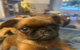Griffon Bruxellois dogs for sale: Griffon bruxillious pup  - Image 5