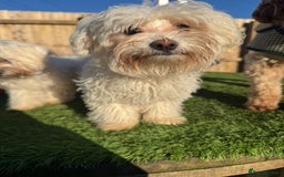 Bichon Frise dogs for sale: Two small Bichon Frise ready for their new home - Image 11