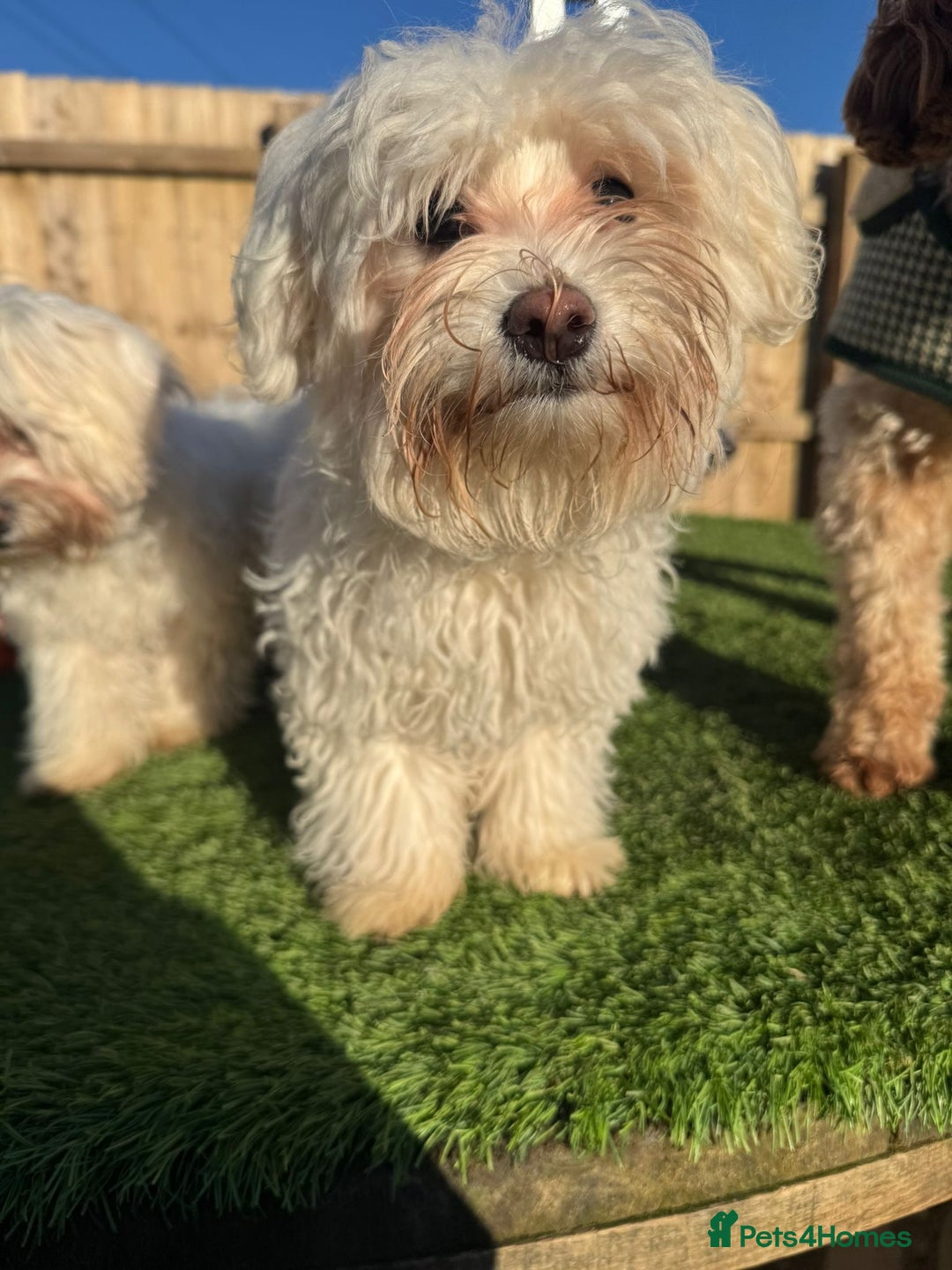Bichon Frise dogs for sale: Two small Bichon Frise ready for their new home - Image 11