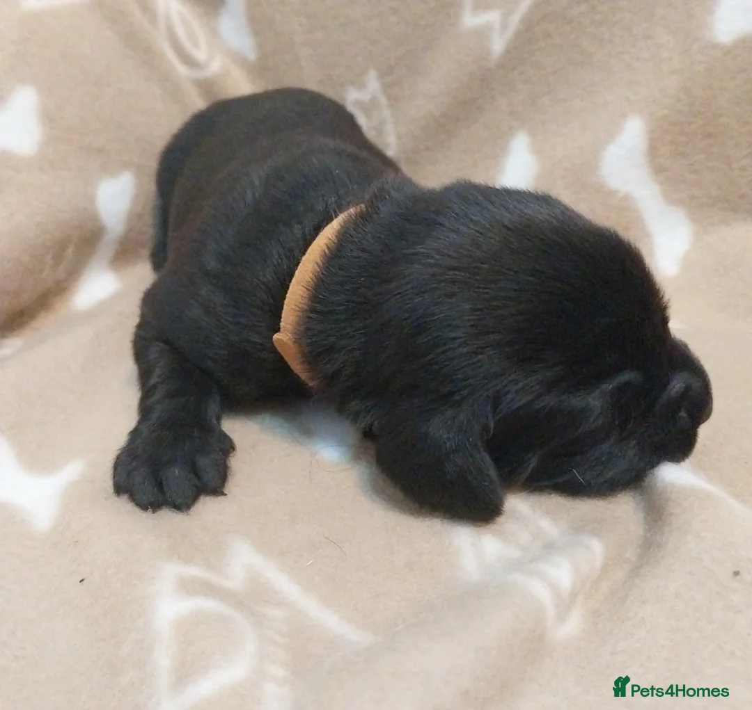 Labrador Retriever dogs for sale: Beautiful Labrador Retriever puppies in Crieff - Advert 12