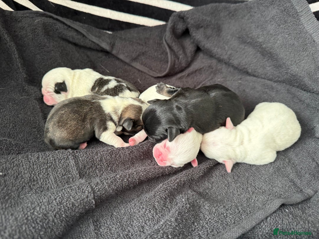 Pug dogs for sale: Pug puppies  - Image 2