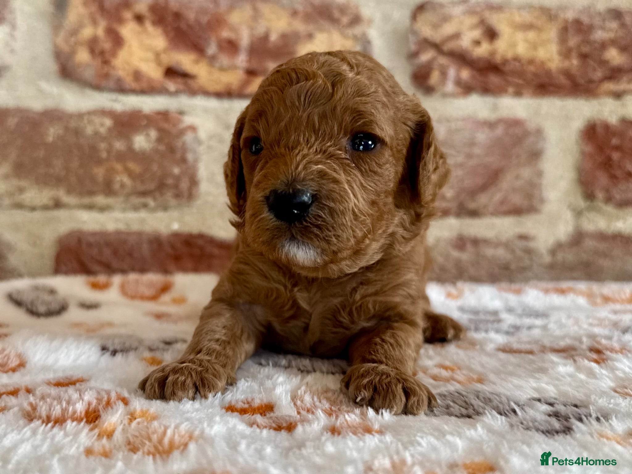 Cavapoo dogs 🐾 F1b male cavapoo 🐾 - Advert 1
