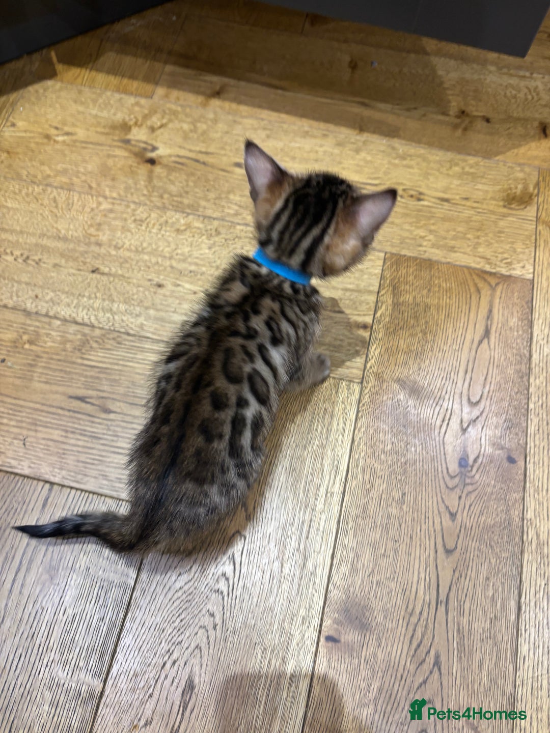 Bengal cats for sale: Bengal kittens  - Advert 2