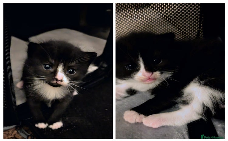 Mixed Breed cats - Advert 11