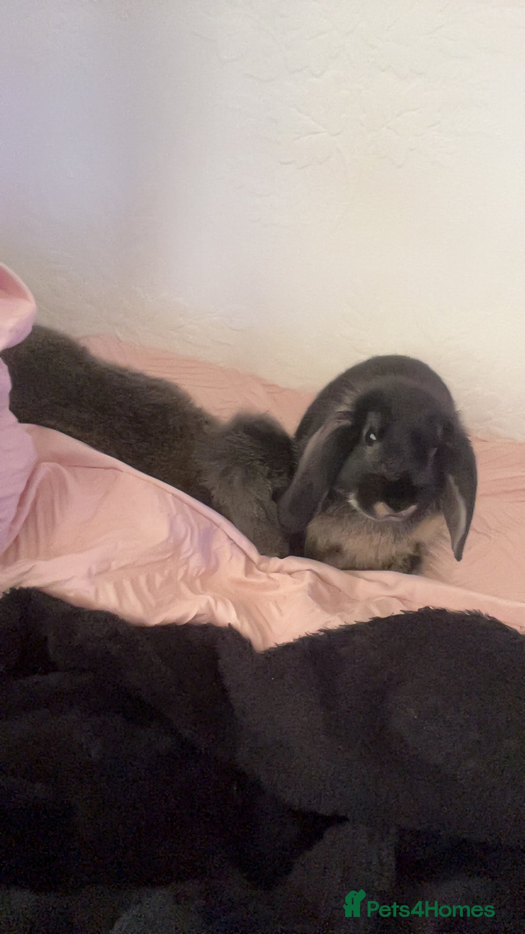 Mini Lop rabbits for sale: Mj and flop 💙 - Image 3