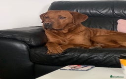 Labrador Retriever dogs for stud: Dark Fox Red Labrador For Stud in Leeds - Image 16