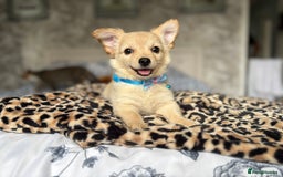 Chihuahua dogs for sale: Chihuahua x Italian volpino (5 puppies left ) 🏆 - Image 22
