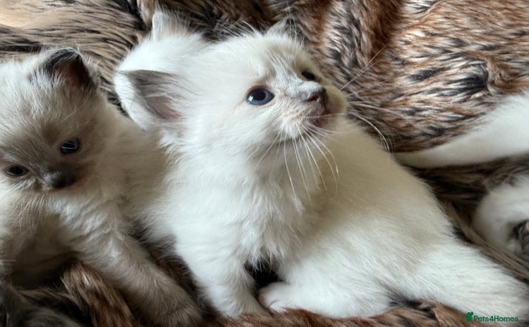 Ragdoll cats - Advert 6