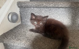 Mixed Breed cats for sale: Friendly and playful kittens  - Image 4