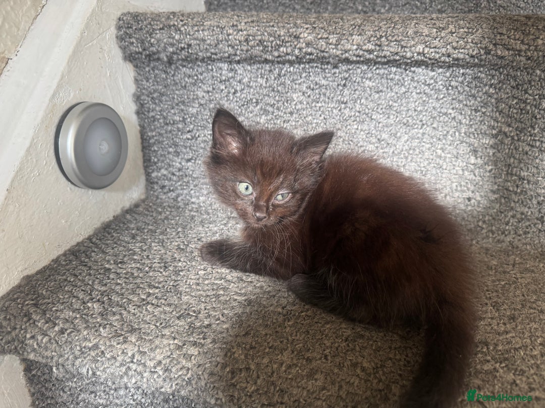 Mixed Breed cats for sale: Friendly and playful kittens  - Image 4