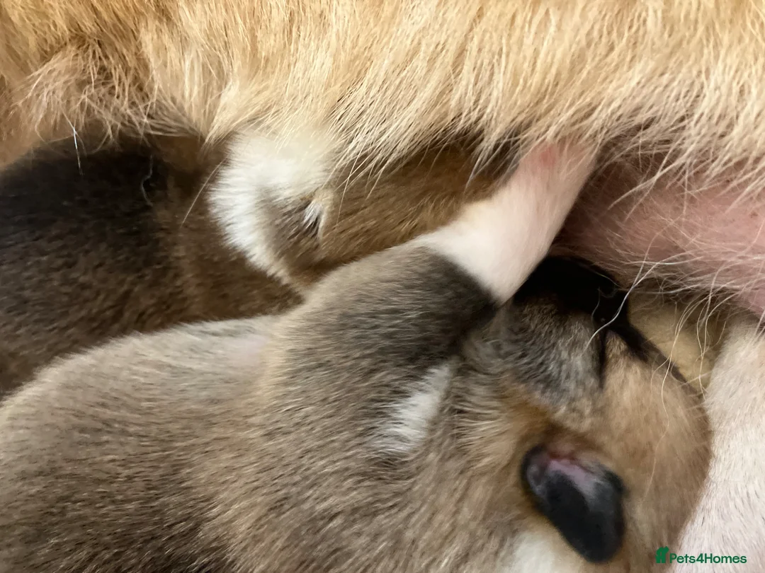 Welsh Corgi Pembroke dogs for sale: 2 Pembroke Corgi girls available - Advert 4