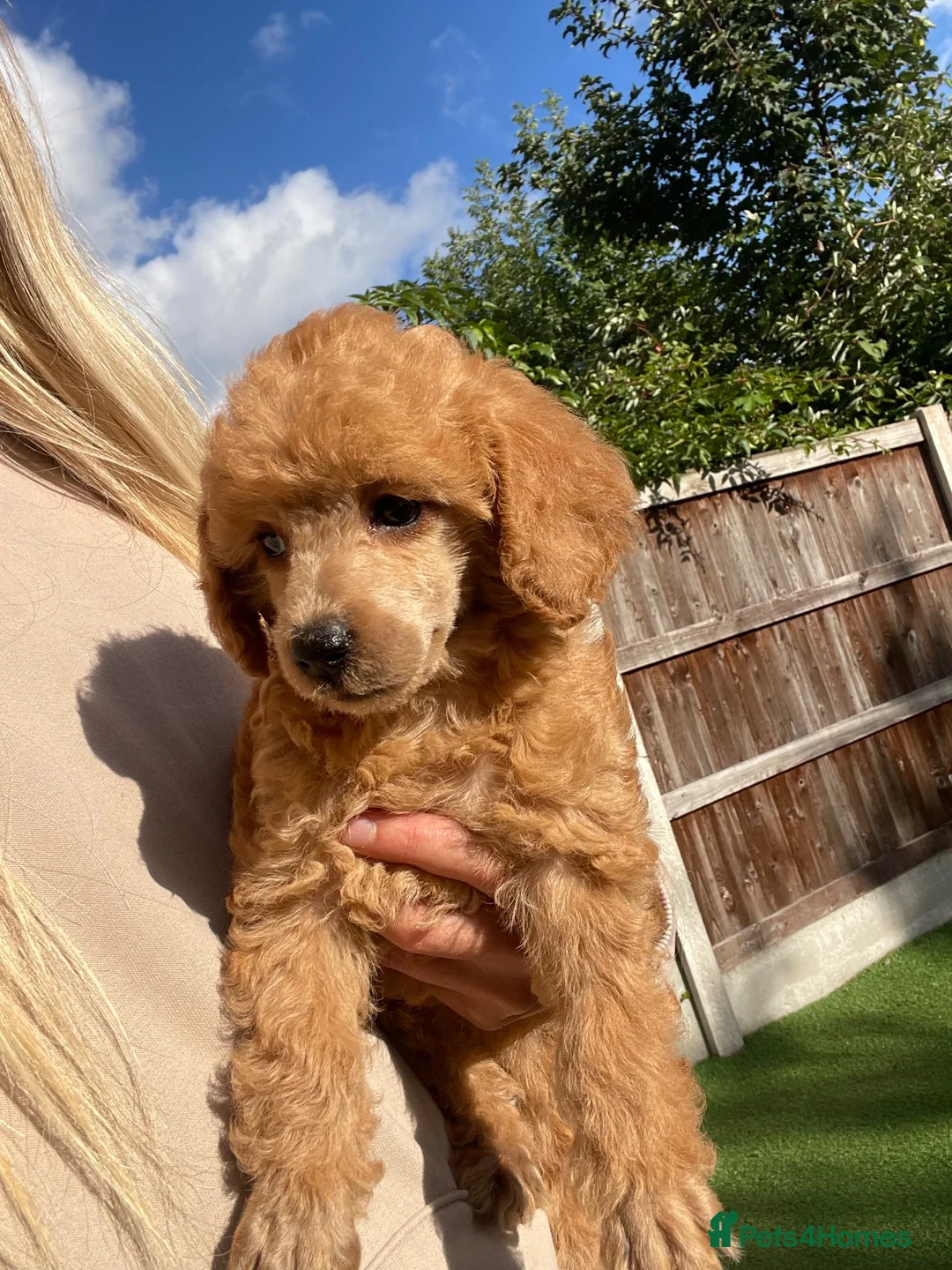 Toy Poodle dogs for sale: Red toy poodles  - Advert 22