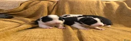 Border Collie dogs for sale: Stunning collies from working parents  - Advert 9