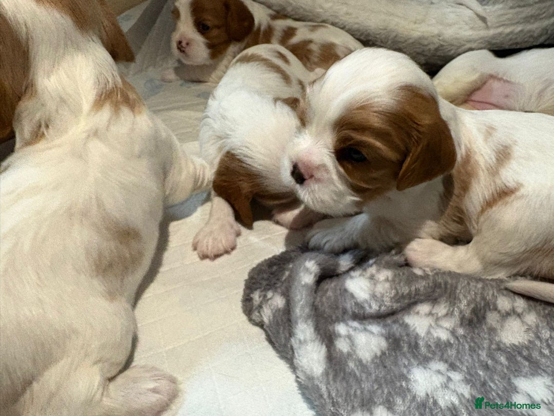 Cavalier King Charles Spaniel dogs for sale: Beautiful Blenheim King Charles spaniel pups    - Advert 10