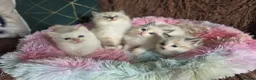 Ragdoll cats for sale: GCCF Registered Gorgeous Kittens  - Advert 4