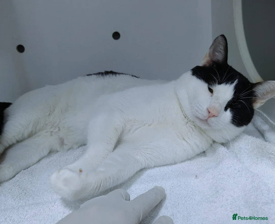 Mixed Breed cats for adoption: Zoom - playful and cuddly  - Advert 7