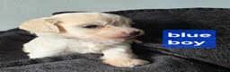 Mixed Breed dogs for sale: 9 Beautiful Cockerchon puppy's ready soon - Advert 18