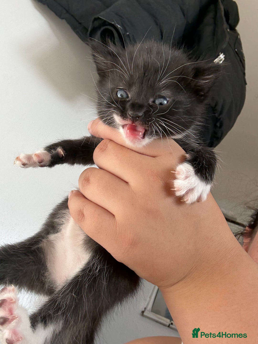 Bombay cats for sale: 3 male 1 female bombay x kittens  - Image 8