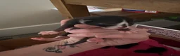Domestic Shorthair cats for sale: Kittens  in Portsmouth - Advert 5
