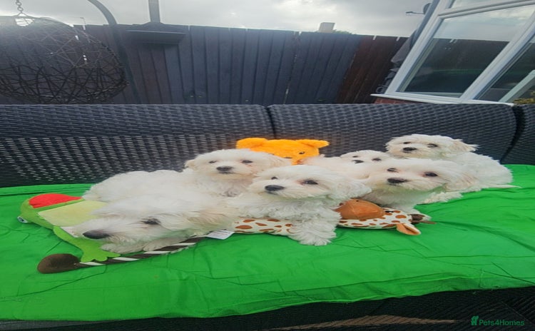 Maltese dogs - Advert 6