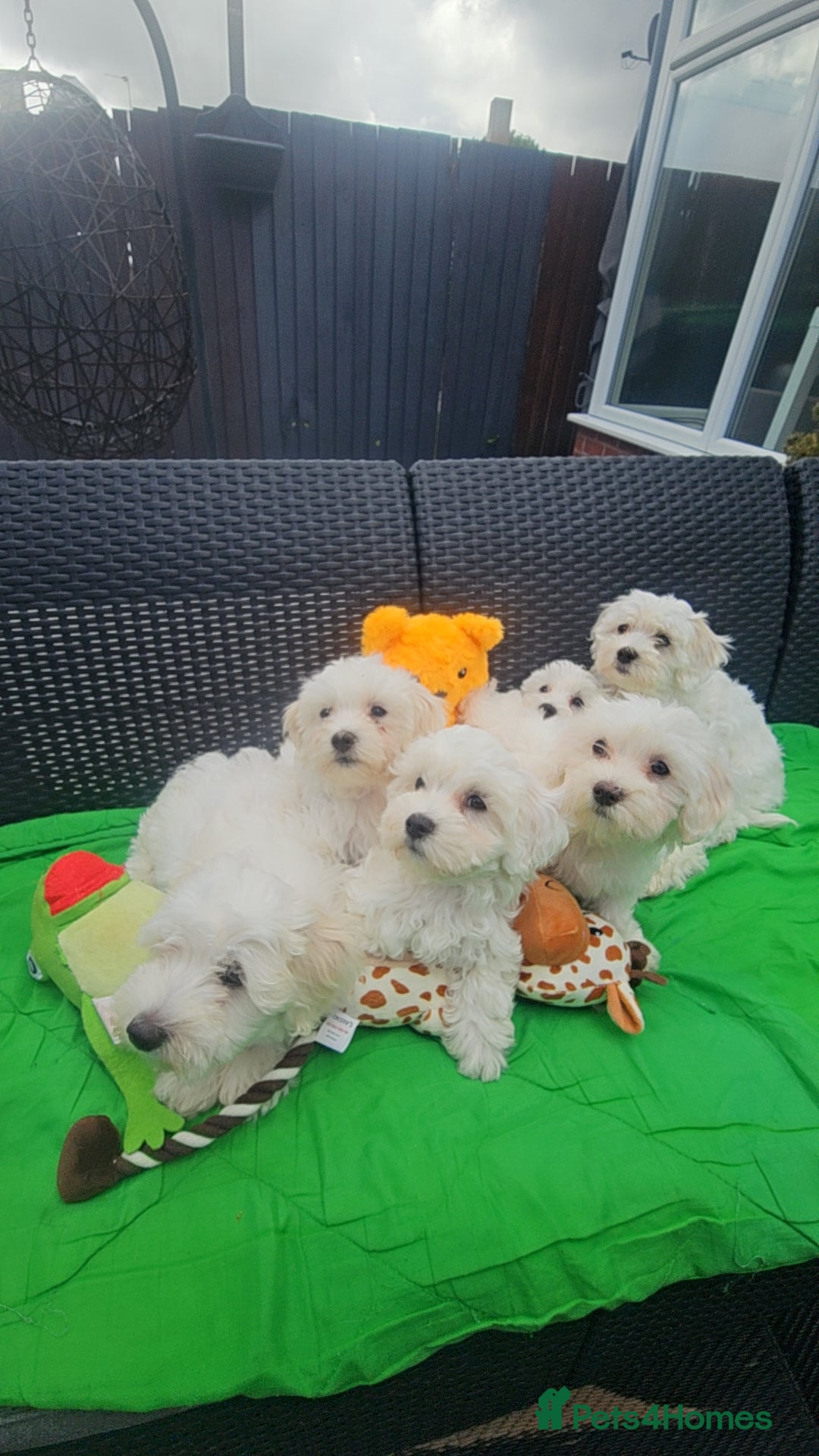 Maltese dogs for sale: Maltese ready to find their forever home now - Image 1
