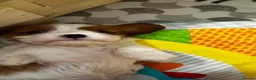 Cavalier King Charles Spaniel dogs for sale: Cavalier King Charles Spaniel - Advert 3